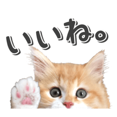 [LINEスタンプ] にゃんスタンプ。