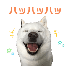 [LINEスタンプ] 北海道犬くまの日常3