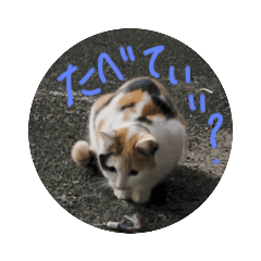 [LINEスタンプ] 可愛すぎる♥癒しのお外猫