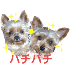 [LINEスタンプ] 犬猫三昧③