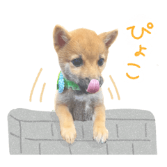 [LINEスタンプ] 豆柴のハクのあいさつスタンプ