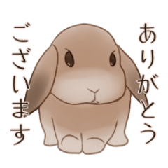 [LINEスタンプ] ホーランドロップ兎 敬語スタンプ：CHEZETO