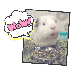 [LINEスタンプ] モルモット ふくちゃん