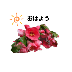 [LINEスタンプ] 写真を使って（10）の画像（メイン）