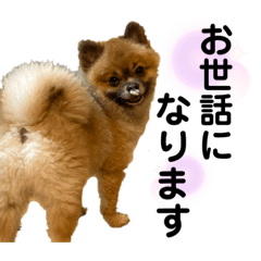 [LINEスタンプ] ポン2021ver.