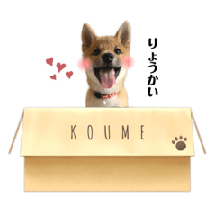[LINEスタンプ] 柴犬こうめスタンプ 総集編