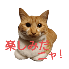 [LINEスタンプ] 猫ネコねこのあいさつ＆気持ちスタンプ集