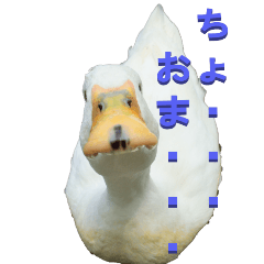 [LINEスタンプ] アヒルからツッコミ