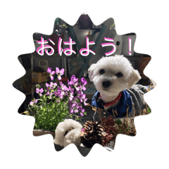 [LINEスタンプ] 犬  レイチ