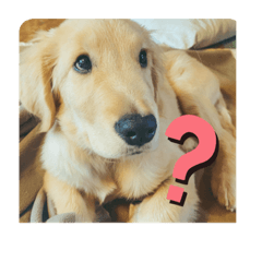 [LINEスタンプ] ゴールデンレトリバーのヴィッキー