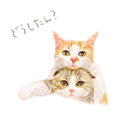 [LINEスタンプ] 猫の日うちの子自慢スタンプ2021