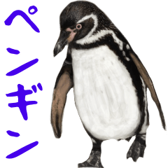 [LINEスタンプ] ほほえみフレンズ ペンギンのきままな生活