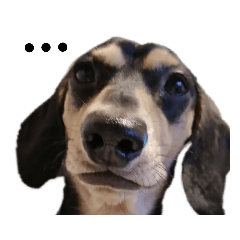 [LINEスタンプ] いつでも使いやすい！愛犬ロー太のスタンプ