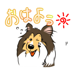 [LINEスタンプ] シェルティ百面相