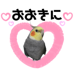 [LINEスタンプ] オカメインコのモコちゃん