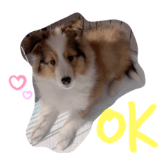 [LINEスタンプ] シェルティパピー はのん