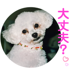 [LINEスタンプ] とむはうすの家族 犬猫2