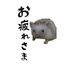 [LINEスタンプ] がんもくんの毎日