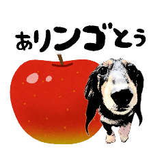 [LINEスタンプ] ミニチュアダックスの気ままなランチ⑱