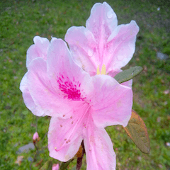 [LINEスタンプ] さようなら美しい台湾の花の画像（メイン）