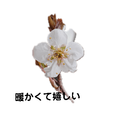 [LINEスタンプ] 写真を使って（13）