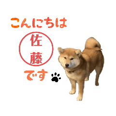 [LINEスタンプ] 豆柴の癒しな茶茶