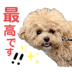 [LINEスタンプ] ビションプーのぽんた④