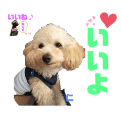 [LINEスタンプ] 仁と礼 トイプードル兄弟24スタンプ