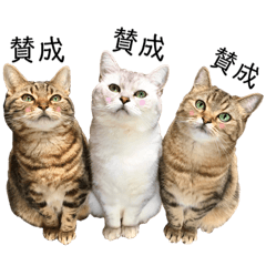 [LINEスタンプ] 猫猫日和3☆気軽な日常会話スタンプ