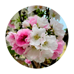 [LINEスタンプ] 桜 スタンプ 1の画像（メイン）