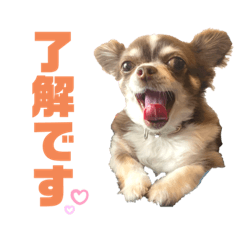 [LINEスタンプ] チワワのクッキーのスタンプ
