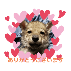 [LINEスタンプ] CrystalHasMaraDogs 2