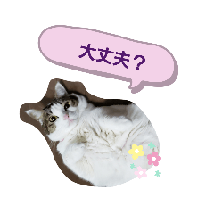 [LINEスタンプ] 佐藤家のネコさんたち1