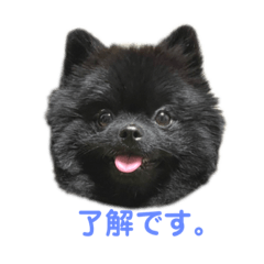[LINEスタンプ] ポメラニアンのニコちゃん