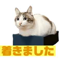 [LINEスタンプ] うちのゆるいねこ1