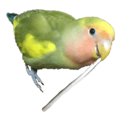 [LINEスタンプ] コザクラインコよもぎ♀