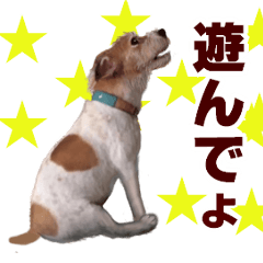 [LINEスタンプ] ジャックラッセルテリアのアレックス