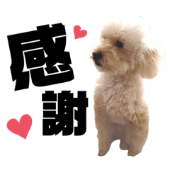 [LINEスタンプ] トイプードルのムギ7