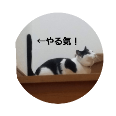 [LINEスタンプ] 黒猫、白黒ねこ2