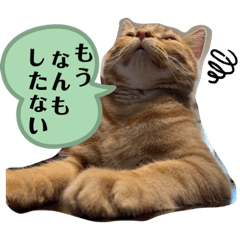 [LINEスタンプ] アメショの茶々丸くん