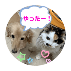 [LINEスタンプ] コロン美里音スタンプ①