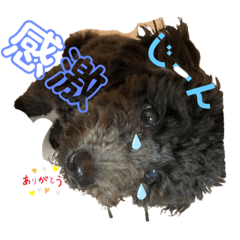 [LINEスタンプ] 仁と礼 トイプードル兄弟5