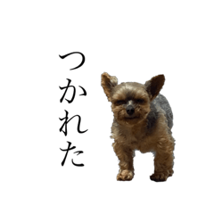 [LINEスタンプ] モップみたいな犬