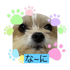 [LINEスタンプ] わんこ✩