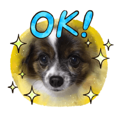 [LINEスタンプ] かわいい？犬