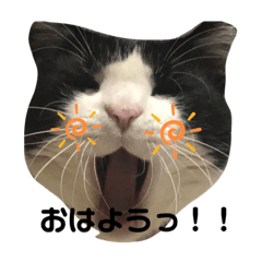 [LINEスタンプ] キジ×ハチワレのにゃんこな日常スタンプ