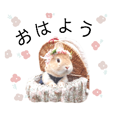 [LINEスタンプ] うさぎのこむぎೀ