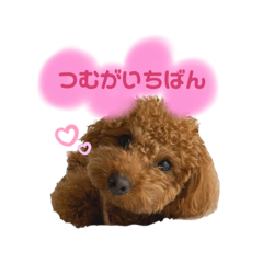 [LINEスタンプ] トイプードルのつむぎ2
