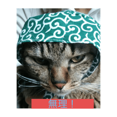 [LINEスタンプ] チビクロドン♪