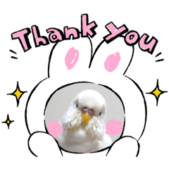 [LINEスタンプ] 白インコのピーちゃん①
